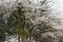 ice-on-mother-tree-DSC03026